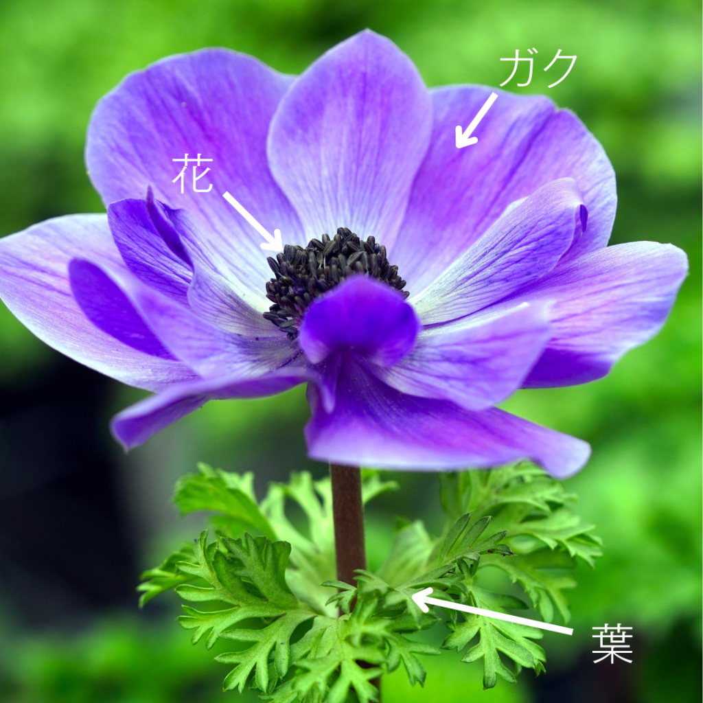 Anemone coronaria