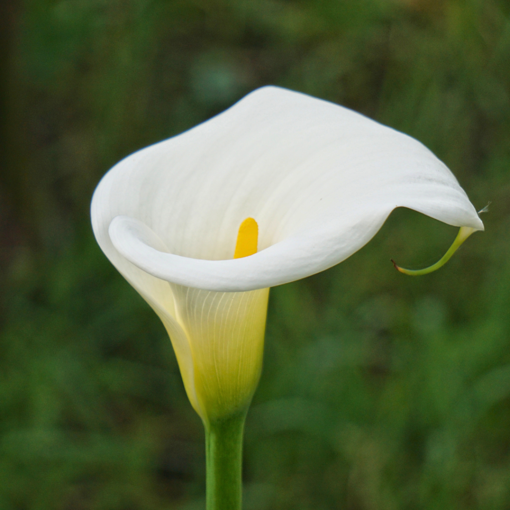 Zantedeschia