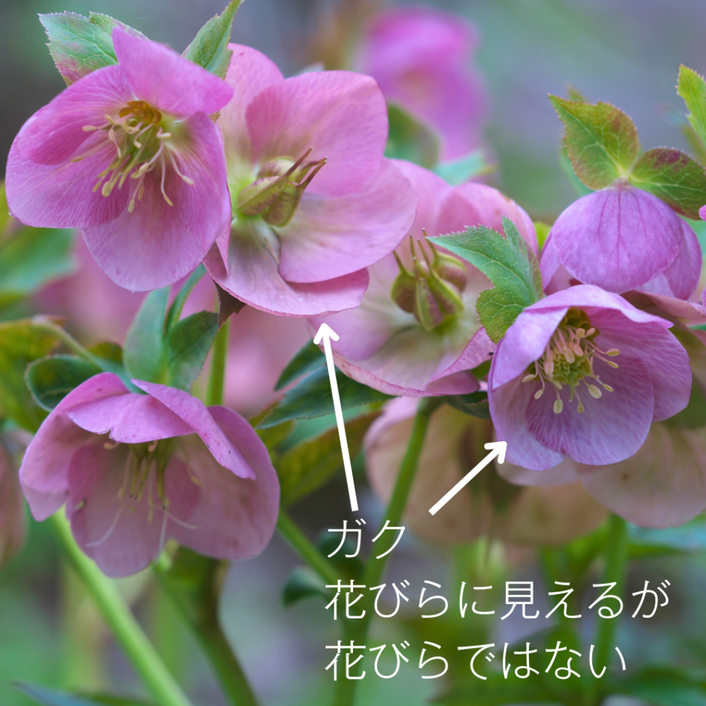 Helleborus