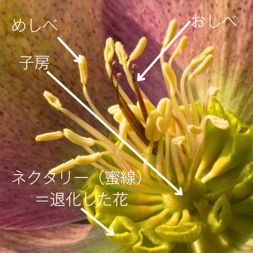 Helleborus