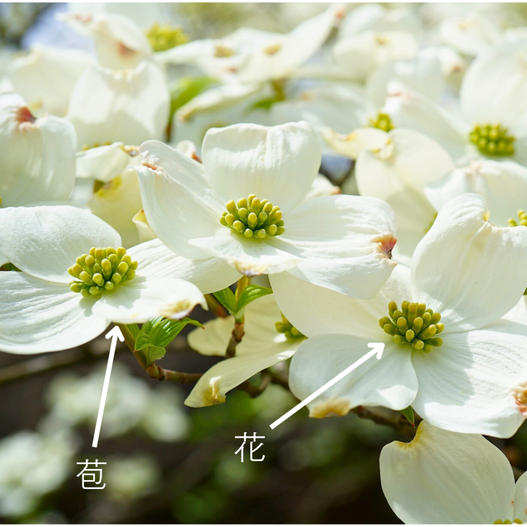 Cornus florida