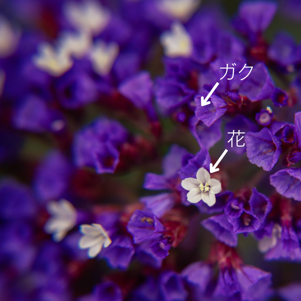 Limonium sinuatum