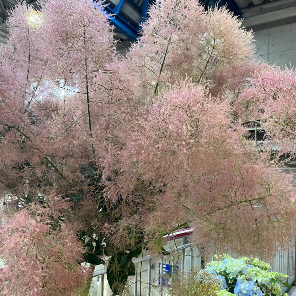 Cotinus coggygria