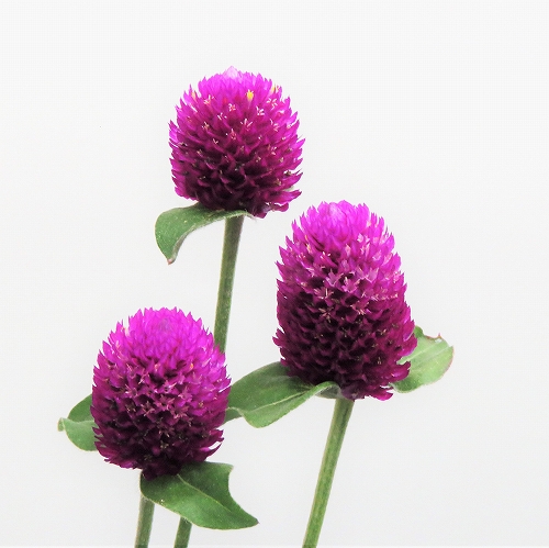 Gomphrena globosa