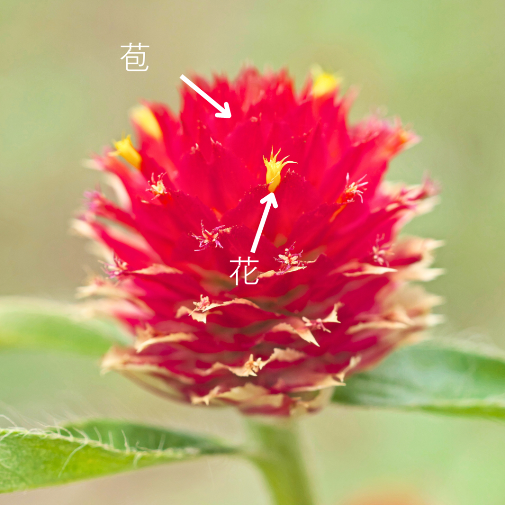 Gomphrena globosa