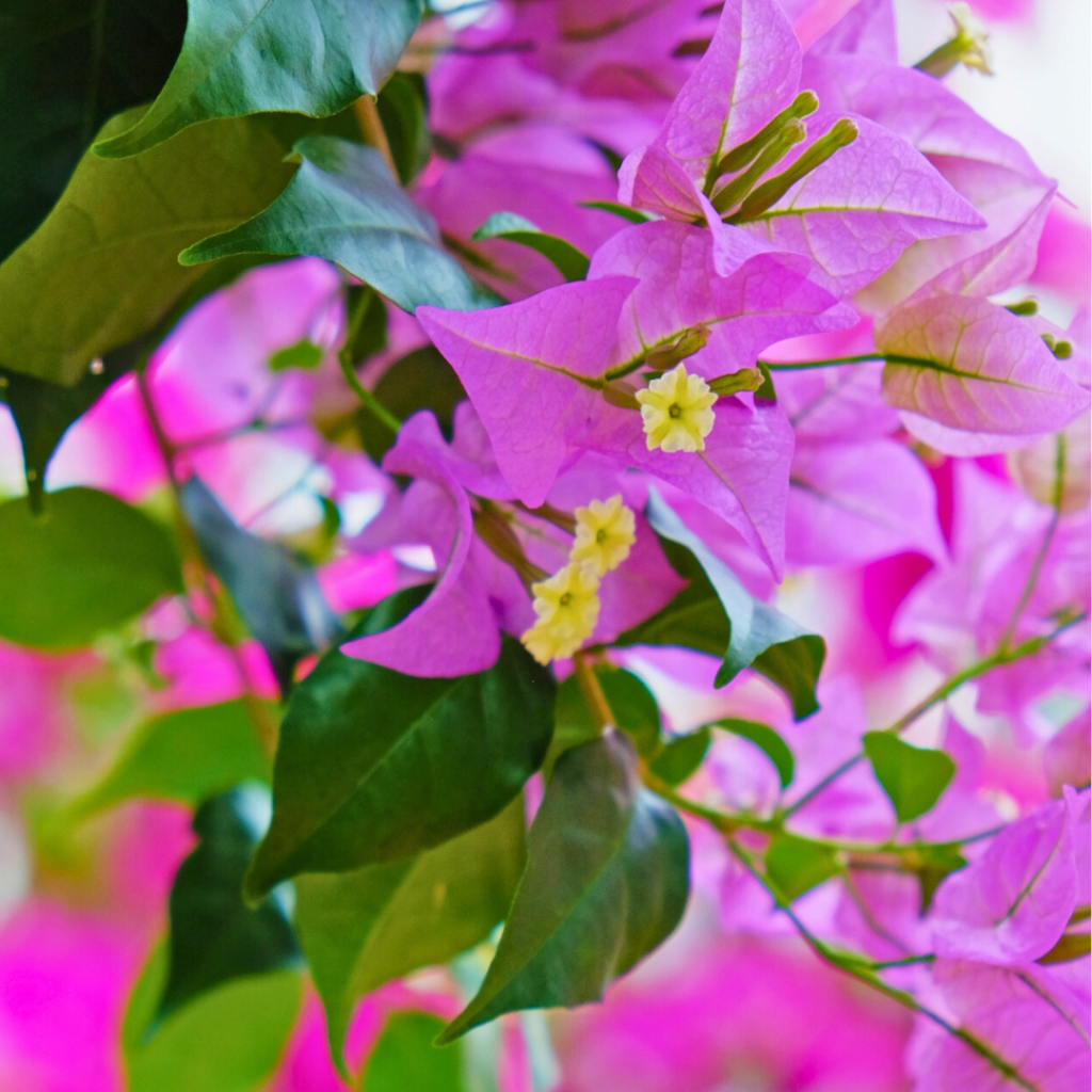 Bougainvillea