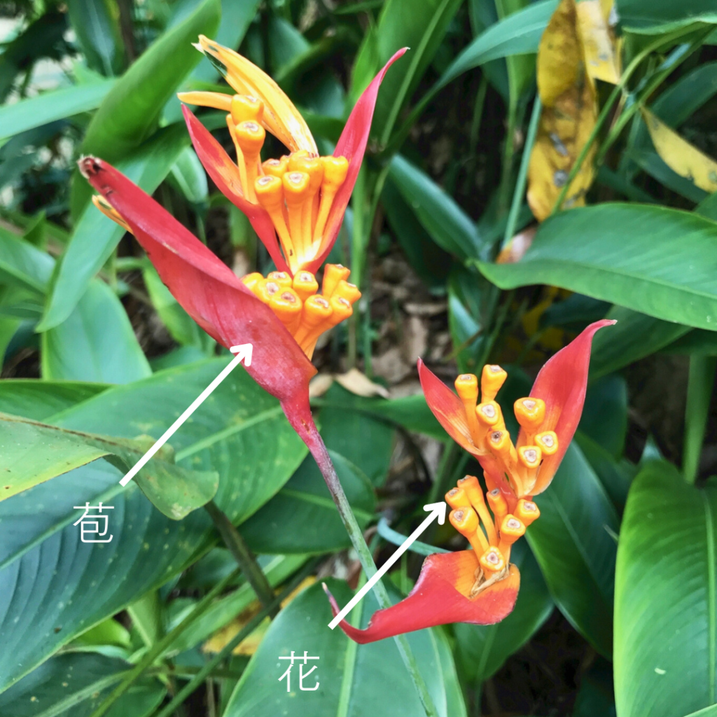 Heliconia