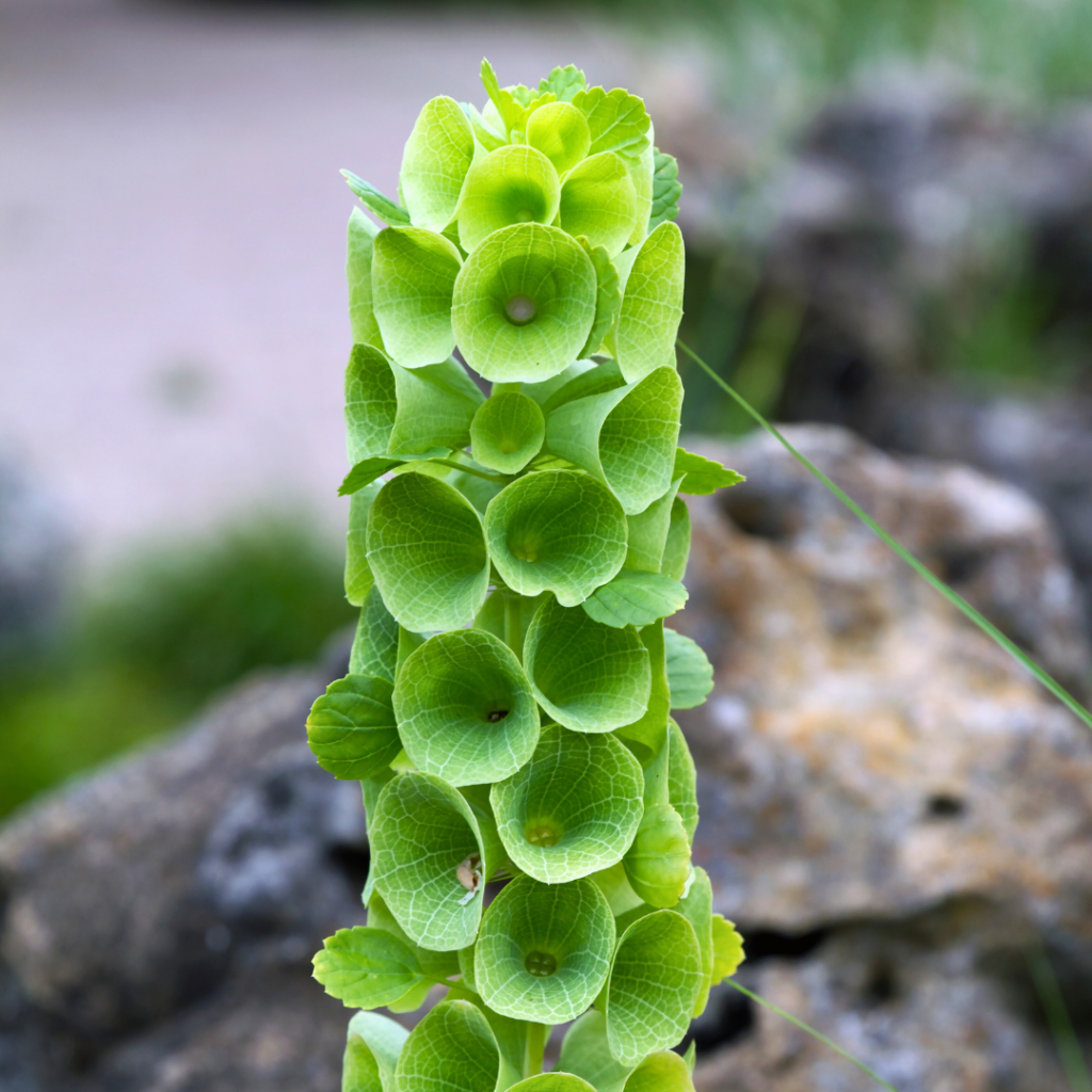 Moluccella